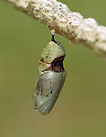 Monarch Chrysalis - Danaus plexippus This pupa looked like something had either take a bite out of it while it was still forming or it had a disease. Or, perhaps it was just deformed. The brown part was hardened and not an open wound.  I took the chrysalis home to dissect it, but found nothing of value (to me, at least) inside. The inside was pretty much just black/dark brown goo with a few vague structures.<br />
<br />
Habitat: Hanging from a rope fence in an old garden/meadow. Milkweed was nearby.<br />
https://www.jungledragon.com/image/100809/monarch_chrysalis_-_danaus_plexippus.html<br />
https://www.jungledragon.com/image/100808/monarch_chrysalis_-_danaus_plexippus.html<br />
https://www.jungledragon.com/image/100807/monarch_chrysalis_-_danaus_plexippus.html<br />
https://www.jungledragon.com/image/100806/monarch_chrysalis_-_danaus_plexippus.html Danaus,Danaus plexippus,Geotagged,Monarch butterfly,Summer,United States,chrysalis,monarch,pupa