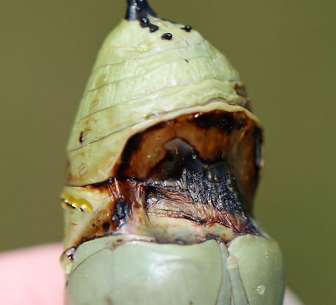 Monarch Chrysalis - Danaus plexippus This pupa looked like something had either take a bite out of it while it was still forming or it had a disease. Or, perhaps it was just deformed. The brown part was hardened and not an open wound. I took the chrysalis home to dissect it, but found nothing of value (to me, at least) inside. The inside was pretty much just black/dark brown goo with a few vague structures.

Habitat: Hanging from a rope fence in an old garden/meadow. Milkweed was nearby.
https://www.jungledragon.com/image/100808/monarch_chrysalis_-_danaus_plexippus.html
https://www.jungledragon.com/image/100807/monarch_chrysalis_-_danaus_plexippus.html
https://www.jungledragon.com/image/100809/monarch_chrysalis_-_danaus_plexippus.html
https://www.jungledragon.com/image/100805/monarch_chrysalis_-_danaus_plexippus.html Danaus plexippus,Geotagged,Monarch butterfly,Summer,United States