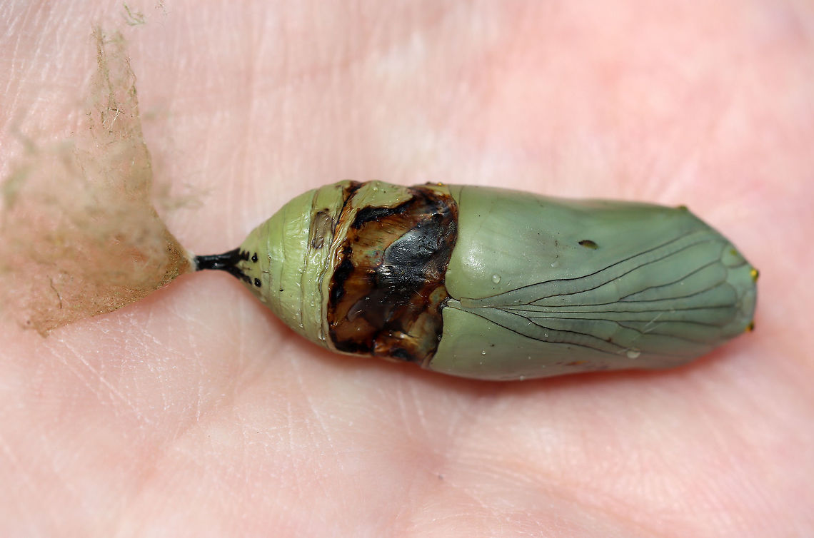 Monarch Chrysalis - Danaus plexippus This pupa looked like something had either take a bite out of it while it was still forming or it had a disease. Or, perhaps it was just deformed. The brown part was hardened and not an open wound. I took the chrysalis home to dissect it, but found nothing of value (to me, at least) inside. The inside was pretty much just black/dark brown goo with a few vague structures.<br />
<br />
Habitat: Hanging from a rope fence in an old garden/meadow. Milkweed was nearby.<br />
<figure class="photo"><a href="https://www.jungledragon.com/image/100808/monarch_chrysalis_-_danaus_plexippus.html" title="Monarch Chrysalis - Danaus plexippus"><img src="https://s3.amazonaws.com/media.jungledragon.com/images/3232/100808_thumb.jpg?AWSAccessKeyId=05GMT0V3GWVNE7GGM1R2&Expires=1769040010&Signature=J24U2IEwJyzNLr3F7fsMnPuSwho%3D" width="112" height="152" alt="Monarch Chrysalis - Danaus plexippus This pupa looked like something had either take a bite out of it while it was still forming or it had a disease. Or, perhaps it was just deformed. The brown part was hardened and not an open wound. I took the chrysalis home to dissect it, but found nothing of value (to me, at least) inside. The inside was pretty much just black/dark brown goo with a few vague structures.<br />
<br />
Habitat: Hanging from a rope fence in an old garden/meadow. Milkweed was nearby.<br />
https://www.jungledragon.com/image/100805/monarch_chrysalis_-_danaus_plexippus.html<br />
https://www.jungledragon.com/image/100809/monarch_chrysalis_-_danaus_plexippus.html<br />
https://www.jungledragon.com/image/100807/monarch_chrysalis_-_danaus_plexippus.html<br />
https://www.jungledragon.com/image/100806/monarch_chrysalis_-_danaus_plexippus.html Danaus plexippus,Geotagged,Monarch butterfly,Summer,United States" /></a></figure><br />
<figure class="photo"><a href="https://www.jungledragon.com/image/100806/monarch_chrysalis_-_danaus_plexippus.html" title="Monarch Chrysalis - Danaus plexippus"><img src="https://s3.amazonaws.com/media.jungledragon.com/images/3232/100806_thumb.jpg?AWSAccessKeyId=05GMT0V3GWVNE7GGM1R2&Expires=1769040010&Signature=rwdyZCOuVQZkmqOlaLg%2FBMHgwDc%3D" width="200" height="182" alt="Monarch Chrysalis - Danaus plexippus This pupa looked like something had either take a bite out of it while it was still forming or it had a disease. Or, perhaps it was just deformed. The brown part was hardened and not an open wound. I took the chrysalis home to dissect it, but found nothing of value (to me, at least) inside. The inside was pretty much just black/dark brown goo with a few vague structures.<br />
<br />
Habitat: Hanging from a rope fence in an old garden/meadow. Milkweed was nearby.<br />
https://www.jungledragon.com/image/100808/monarch_chrysalis_-_danaus_plexippus.html<br />
https://www.jungledragon.com/image/100807/monarch_chrysalis_-_danaus_plexippus.html<br />
https://www.jungledragon.com/image/100809/monarch_chrysalis_-_danaus_plexippus.html<br />
https://www.jungledragon.com/image/100805/monarch_chrysalis_-_danaus_plexippus.html Danaus plexippus,Geotagged,Monarch butterfly,Summer,United States" /></a></figure><br />
<figure class="photo"><a href="https://www.jungledragon.com/image/100805/monarch_chrysalis_-_danaus_plexippus.html" title="Monarch Chrysalis - Danaus plexippus"><img src="https://s3.amazonaws.com/media.jungledragon.com/images/3232/100805_thumb.jpg?AWSAccessKeyId=05GMT0V3GWVNE7GGM1R2&Expires=1769040010&Signature=yBnfizeLGcOc5ZO3hRJxfIFzwLY%3D" width="120" height="152" alt="Monarch Chrysalis - Danaus plexippus This pupa looked like something had either take a bite out of it while it was still forming or it had a disease. Or, perhaps it was just deformed. The brown part was hardened and not an open wound.  I took the chrysalis home to dissect it, but found nothing of value (to me, at least) inside. The inside was pretty much just black/dark brown goo with a few vague structures.<br />
<br />
Habitat: Hanging from a rope fence in an old garden/meadow. Milkweed was nearby.<br />
https://www.jungledragon.com/image/100809/monarch_chrysalis_-_danaus_plexippus.html<br />
https://www.jungledragon.com/image/100808/monarch_chrysalis_-_danaus_plexippus.html<br />
https://www.jungledragon.com/image/100807/monarch_chrysalis_-_danaus_plexippus.html<br />
https://www.jungledragon.com/image/100806/monarch_chrysalis_-_danaus_plexippus.html Danaus,Danaus plexippus,Geotagged,Monarch butterfly,Summer,United States,chrysalis,monarch,pupa" /></a></figure><br />
<figure class="photo"><a href="https://www.jungledragon.com/image/100809/monarch_chrysalis_-_danaus_plexippus.html" title="Monarch Chrysalis - Danaus plexippus"><img src="https://s3.amazonaws.com/media.jungledragon.com/images/3232/100809_thumb.jpg?AWSAccessKeyId=05GMT0V3GWVNE7GGM1R2&Expires=1769040010&Signature=XryLUmCNE%2BUwhOXKdWYLr2m96nE%3D" width="124" height="152" alt="Monarch Chrysalis - Danaus plexippus This pupa looked like something had either take a bite out of it while it was still forming or it had a disease. Or, perhaps it was just deformed. The brown part was hardened and not an open wound. I took the chrysalis home to dissect it, but found nothing of value (to me, at least) inside. The inside was pretty much just black/dark brown goo with a few vague structures.<br />
<br />
Habitat: Hanging from a rope fence in an old garden/meadow. Milkweed was nearby.<br />
https://www.jungledragon.com/image/100805/monarch_chrysalis_-_danaus_plexippus.html<br />
https://www.jungledragon.com/image/100808/monarch_chrysalis_-_danaus_plexippus.html<br />
https://www.jungledragon.com/image/100807/monarch_chrysalis_-_danaus_plexippus.html<br />
https://www.jungledragon.com/image/100806/monarch_chrysalis_-_danaus_plexippus.html Danaus plexippus,Geotagged,Monarch butterfly,Summer,United States" /></a></figure><br />
 Danaus plexippus,Geotagged,Monarch butterfly,Summer,United States