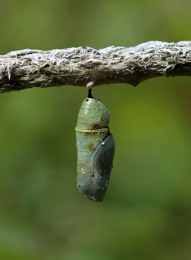 Monarch Chrysalis - Danaus plexippus This pupa looked like something had either take a bite out of it while it was still forming or it had a disease. Or, perhaps it was just deformed. The brown part was hardened and not an open wound. I took the chrysalis home to dissect it, but found nothing of value (to me, at least) inside. The inside was pretty much just black/dark brown goo with a few vague structures.<br />
<br />
Habitat: Hanging from a rope fence in an old garden/meadow. Milkweed was nearby.<br />
<figure class="photo"><a href="https://www.jungledragon.com/image/100805/monarch_chrysalis_-_danaus_plexippus.html" title="Monarch Chrysalis - Danaus plexippus"><img src="https://s3.amazonaws.com/media.jungledragon.com/images/3232/100805_thumb.jpg?AWSAccessKeyId=05GMT0V3GWVNE7GGM1R2&Expires=1769040010&Signature=yBnfizeLGcOc5ZO3hRJxfIFzwLY%3D" width="120" height="152" alt="Monarch Chrysalis - Danaus plexippus This pupa looked like something had either take a bite out of it while it was still forming or it had a disease. Or, perhaps it was just deformed. The brown part was hardened and not an open wound.  I took the chrysalis home to dissect it, but found nothing of value (to me, at least) inside. The inside was pretty much just black/dark brown goo with a few vague structures.<br />
<br />
Habitat: Hanging from a rope fence in an old garden/meadow. Milkweed was nearby.<br />
https://www.jungledragon.com/image/100809/monarch_chrysalis_-_danaus_plexippus.html<br />
https://www.jungledragon.com/image/100808/monarch_chrysalis_-_danaus_plexippus.html<br />
https://www.jungledragon.com/image/100807/monarch_chrysalis_-_danaus_plexippus.html<br />
https://www.jungledragon.com/image/100806/monarch_chrysalis_-_danaus_plexippus.html Danaus,Danaus plexippus,Geotagged,Monarch butterfly,Summer,United States,chrysalis,monarch,pupa" /></a></figure><br />
<figure class="photo"><a href="https://www.jungledragon.com/image/100809/monarch_chrysalis_-_danaus_plexippus.html" title="Monarch Chrysalis - Danaus plexippus"><img src="https://s3.amazonaws.com/media.jungledragon.com/images/3232/100809_thumb.jpg?AWSAccessKeyId=05GMT0V3GWVNE7GGM1R2&Expires=1769040010&Signature=XryLUmCNE%2BUwhOXKdWYLr2m96nE%3D" width="124" height="152" alt="Monarch Chrysalis - Danaus plexippus This pupa looked like something had either take a bite out of it while it was still forming or it had a disease. Or, perhaps it was just deformed. The brown part was hardened and not an open wound. I took the chrysalis home to dissect it, but found nothing of value (to me, at least) inside. The inside was pretty much just black/dark brown goo with a few vague structures.<br />
<br />
Habitat: Hanging from a rope fence in an old garden/meadow. Milkweed was nearby.<br />
https://www.jungledragon.com/image/100805/monarch_chrysalis_-_danaus_plexippus.html<br />
https://www.jungledragon.com/image/100808/monarch_chrysalis_-_danaus_plexippus.html<br />
https://www.jungledragon.com/image/100807/monarch_chrysalis_-_danaus_plexippus.html<br />
https://www.jungledragon.com/image/100806/monarch_chrysalis_-_danaus_plexippus.html Danaus plexippus,Geotagged,Monarch butterfly,Summer,United States" /></a></figure><br />
<figure class="photo"><a href="https://www.jungledragon.com/image/100807/monarch_chrysalis_-_danaus_plexippus.html" title="Monarch Chrysalis - Danaus plexippus"><img src="https://s3.amazonaws.com/media.jungledragon.com/images/3232/100807_thumb.jpg?AWSAccessKeyId=05GMT0V3GWVNE7GGM1R2&Expires=1769040010&Signature=DgyDjjVnefWmHa9KzmlrILvuZd0%3D" width="200" height="134" alt="Monarch Chrysalis - Danaus plexippus This pupa looked like something had either take a bite out of it while it was still forming or it had a disease. Or, perhaps it was just deformed. The brown part was hardened and not an open wound. I took the chrysalis home to dissect it, but found nothing of value (to me, at least) inside. The inside was pretty much just black/dark brown goo with a few vague structures.<br />
<br />
Habitat: Hanging from a rope fence in an old garden/meadow. Milkweed was nearby.<br />
https://www.jungledragon.com/image/100808/monarch_chrysalis_-_danaus_plexippus.html<br />
https://www.jungledragon.com/image/100806/monarch_chrysalis_-_danaus_plexippus.html<br />
https://www.jungledragon.com/image/100805/monarch_chrysalis_-_danaus_plexippus.html<br />
https://www.jungledragon.com/image/100809/monarch_chrysalis_-_danaus_plexippus.html<br />
 Danaus plexippus,Geotagged,Monarch butterfly,Summer,United States" /></a></figure><br />
<figure class="photo"><a href="https://www.jungledragon.com/image/100806/monarch_chrysalis_-_danaus_plexippus.html" title="Monarch Chrysalis - Danaus plexippus"><img src="https://s3.amazonaws.com/media.jungledragon.com/images/3232/100806_thumb.jpg?AWSAccessKeyId=05GMT0V3GWVNE7GGM1R2&Expires=1769040010&Signature=rwdyZCOuVQZkmqOlaLg%2FBMHgwDc%3D" width="200" height="182" alt="Monarch Chrysalis - Danaus plexippus This pupa looked like something had either take a bite out of it while it was still forming or it had a disease. Or, perhaps it was just deformed. The brown part was hardened and not an open wound. I took the chrysalis home to dissect it, but found nothing of value (to me, at least) inside. The inside was pretty much just black/dark brown goo with a few vague structures.<br />
<br />
Habitat: Hanging from a rope fence in an old garden/meadow. Milkweed was nearby.<br />
https://www.jungledragon.com/image/100808/monarch_chrysalis_-_danaus_plexippus.html<br />
https://www.jungledragon.com/image/100807/monarch_chrysalis_-_danaus_plexippus.html<br />
https://www.jungledragon.com/image/100809/monarch_chrysalis_-_danaus_plexippus.html<br />
https://www.jungledragon.com/image/100805/monarch_chrysalis_-_danaus_plexippus.html Danaus plexippus,Geotagged,Monarch butterfly,Summer,United States" /></a></figure> Danaus plexippus,Geotagged,Monarch butterfly,Summer,United States