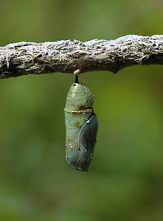 Monarch Chrysalis - Danaus plexippus This pupa looked like something had either take a bite out of it while it was still forming or it had a disease. Or, perhaps it was just deformed. The brown part was hardened and not an open wound. I took the chrysalis home to dissect it, but found nothing of value (to me, at least) inside. The inside was pretty much just black/dark brown goo with a few vague structures.

Habitat: Hanging from a rope fence in an old garden/meadow. Milkweed was nearby.
https://www.jungledragon.com/image/100805/monarch_chrysalis_-_danaus_plexippus.html
https://www.jungledragon.com/image/100809/monarch_chrysalis_-_danaus_plexippus.html
https://www.jungledragon.com/image/100807/monarch_chrysalis_-_danaus_plexippus.html
https://www.jungledragon.com/image/100806/monarch_chrysalis_-_danaus_plexippus.html Danaus plexippus,Geotagged,Monarch butterfly,Summer,United States