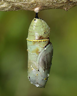 Monarch Chrysalis - Danaus plexippus This pupa looked like something had either take a bite out of it while it was still forming or it had a disease. Or, perhaps it was just deformed. The brown part was hardened and not an open wound. I took the chrysalis home to dissect it, but found nothing of value (to me, at least) inside. The inside was pretty much just black/dark brown goo with a few vague structures.

Habitat: Hanging from a rope fence in an old garden/meadow. Milkweed was nearby.
https://www.jungledragon.com/image/100805/monarch_chrysalis_-_danaus_plexippus.html
https://www.jungledragon.com/image/100808/monarch_chrysalis_-_danaus_plexippus.html
https://www.jungledragon.com/image/100807/monarch_chrysalis_-_danaus_plexippus.html
https://www.jungledragon.com/image/100806/monarch_chrysalis_-_danaus_plexippus.html Danaus plexippus,Geotagged,Monarch butterfly,Summer,United States