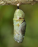 Monarch Chrysalis - Danaus plexippus This pupa looked like something had either take a bite out of it while it was still forming or it had a disease. Or, perhaps it was just deformed. The brown part was hardened and not an open wound. I took the chrysalis home to dissect it, but found nothing of value (to me, at least) inside. The inside was pretty much just black/dark brown goo with a few vague structures.<br />
<br />
Habitat: Hanging from a rope fence in an old garden/meadow. Milkweed was nearby.<br />
https://www.jungledragon.com/image/100805/monarch_chrysalis_-_danaus_plexippus.html<br />
https://www.jungledragon.com/image/100808/monarch_chrysalis_-_danaus_plexippus.html<br />
https://www.jungledragon.com/image/100807/monarch_chrysalis_-_danaus_plexippus.html<br />
https://www.jungledragon.com/image/100806/monarch_chrysalis_-_danaus_plexippus.html Danaus plexippus,Geotagged,Monarch butterfly,Summer,United States