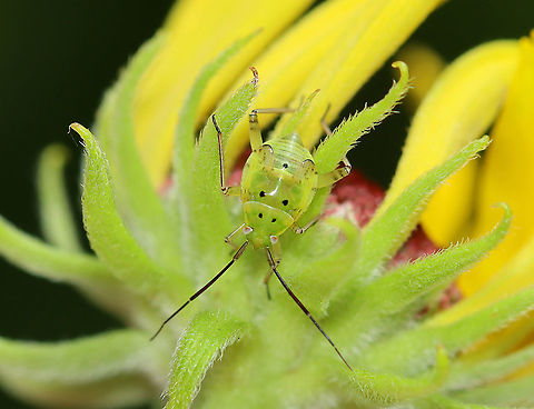 Tarnished Plant Bug Nymph - Lygus lineolaris A common plant bug (and crop pest) in the US.

Habitat: Old garden Geotagged,Lygus bug,Lygus lineolaris,Summer,Tarnished plant bug,United States,bug,nymph