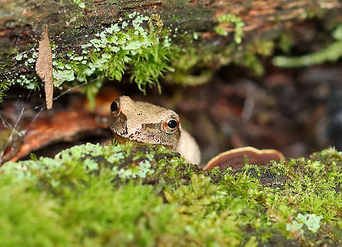 Spring Peeper - Pseudacris crucifer This dude was hiding in a crack in a log. It was about 2 cm long.

Habitat: Mixed forest
https://www.jungledragon.com/image/100842/spring_peeper_-_pseudacris_crucifer.html
https://www.jungledragon.com/image/100841/spring_peeper_-_pseudacris_crucifer.html Geotagged,Pseudacris,Pseudacris crucifer,Spring peeper,Summer,United States,frog,peeper