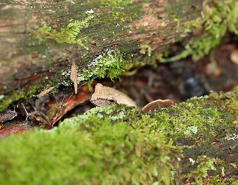 Spring Peeper - Pseudacris crucifer This dude was hiding in a crack in a log. It was about 2 cm long.

Habitat: Mixed forest
https://www.jungledragon.com/image/100840/spring_peeper_-_pseudacris_crucifer.html
https://www.jungledragon.com/image/100842/spring_peeper_-_pseudacris_crucifer.html Geotagged,Pseudacris crucifer,Spring peeper,Summer,United States