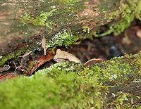 Spring Peeper - Pseudacris crucifer This dude was hiding in a crack in a log. It was about 2 cm long.<br />
<br />
Habitat: Mixed forest<br />
https://www.jungledragon.com/image/100840/spring_peeper_-_pseudacris_crucifer.html<br />
https://www.jungledragon.com/image/100842/spring_peeper_-_pseudacris_crucifer.html Geotagged,Pseudacris crucifer,Spring peeper,Summer,United States