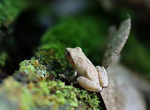 Spring Peeper - Pseudacris crucifer This dude was hiding in a crack in a log. It was about 2 cm long.

Habitat: Mixed forest
https://www.jungledragon.com/image/100840/spring_peeper_-_pseudacris_crucifer.html
https://www.jungledragon.com/image/100841/spring_peeper_-_pseudacris_crucifer.html Geotagged,Pseudacris crucifer,Spring peeper,Summer,United States