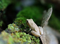 Spring Peeper - Pseudacris crucifer This dude was hiding in a crack in a log. It was about 2 cm long.<br />
<br />
Habitat: Mixed forest<br />
https://www.jungledragon.com/image/100840/spring_peeper_-_pseudacris_crucifer.html<br />
https://www.jungledragon.com/image/100841/spring_peeper_-_pseudacris_crucifer.html Geotagged,Pseudacris crucifer,Spring peeper,Summer,United States