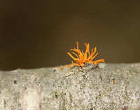 Orange Fungus - Calocera cornea? Habitat: Growing out of a small, downed, hardwood tree in a deciduous forest.<br />
https://www.jungledragon.com/image/100885/orange_fungus.html<br />
https://www.jungledragon.com/image/100884/orange_fungus.html Calocera cornea,Geotagged,Summer,United States,fungus,orange fungus
