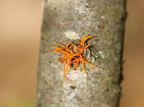 Orange Fungus - Calocera cornea? Habitat: Growing out of a small, downed, hardwood tree in a deciduous forest.
https://www.jungledragon.com/image/100883/orange_fungus.html
https://www.jungledragon.com/image/100885/orange_fungus.html Calocera cornea,Geotagged,Summer,United States