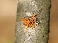 Orange Fungus - Calocera cornea? Habitat: Growing out of a small, downed, hardwood tree in a deciduous forest.<br />
https://www.jungledragon.com/image/100883/orange_fungus.html<br />
https://www.jungledragon.com/image/100885/orange_fungus.html Calocera cornea,Geotagged,Summer,United States