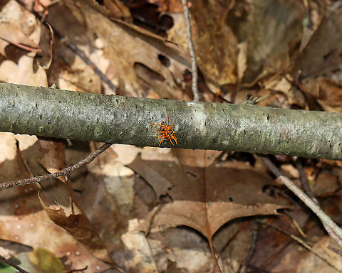 Orange Fungus - Calocera cornea? Habitat: Growing out of a small, downed, hardwood tree in a deciduous forest.
https://www.jungledragon.com/image/100883/orange_fungus.html
https://www.jungledragon.com/image/100884/orange_fungus.html Calocera cornea,Geotagged,Summer,United States
