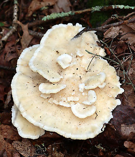 Climacocystis borealis These fruiting bodies were sopping wet, like sponges. When I picked a piece off, the water dripped all down my arm.

Fruiting bodies were cream-colored with a pale margin. They were very hairy and soft. The pores were white with irregular and angular pore openings. This fungus is saprophytic and parasitic. It causes butt rot and root rot of conifers, and it continues as a saprobe on dead roots and stumps.

Habitat: Rotting stump in a mixed forest
https://www.jungledragon.com/image/100890/climacocystis_borealis.html
https://www.jungledragon.com/image/100889/climacocystis_borealis.html Climacocystis Borealis,Climacocystis borealis,Geotagged,Summer,United States,fungus,mushroom