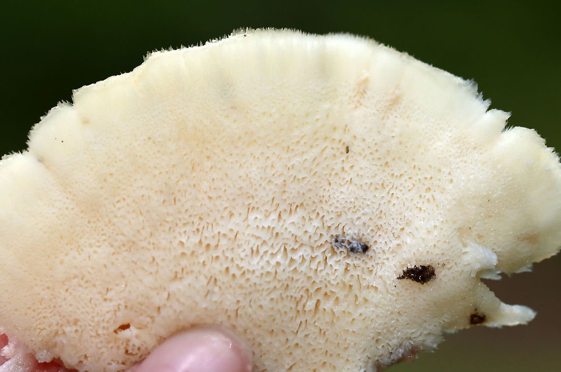Climacocystis borealis These fruiting bodies were sopping wet, like sponges. When I picked a piece off, the water dripped all down my arm.<br />
<br />
Fruiting bodies were cream-colored with a pale margin. They were very hairy and soft. The pores were white with irregular and angular pore openings. This fungus is saprophytic and parasitic. It causes butt rot and root rot of conifers, and it continues as a saprobe on dead roots and stumps.<br />
<br />
Habitat: Rotting stump in a mixed forest<br />
<figure class="photo"><a href="https://www.jungledragon.com/image/100888/climacocystis_borealis.html" title="Climacocystis borealis"><img src="https://s3.amazonaws.com/media.jungledragon.com/images/3232/100888_thumb.jpg?AWSAccessKeyId=05GMT0V3GWVNE7GGM1R2&Expires=1767225610&Signature=s%2FNCZjGe4qIpzCiTS5ouuEe7GiA%3D" width="132" height="152" alt="Climacocystis borealis These fruiting bodies were sopping wet, like sponges. When I picked a piece off, the water dripped all down my arm.<br />
<br />
Fruiting bodies were cream-colored with a pale margin. They were very hairy and soft. The pores were white with irregular and angular pore openings. This fungus is saprophytic and parasitic. It causes butt rot and root rot of conifers, and it continues as a saprobe on dead roots and stumps.<br />
<br />
Habitat: Rotting stump in a mixed forest<br />
https://www.jungledragon.com/image/100890/climacocystis_borealis.html<br />
https://www.jungledragon.com/image/100889/climacocystis_borealis.html Climacocystis Borealis,Climacocystis borealis,Geotagged,Summer,United States,fungus,mushroom" /></a></figure><br />
<figure class="photo"><a href="https://www.jungledragon.com/image/100890/climacocystis_borealis.html" title="Climacocystis borealis"><img src="https://s3.amazonaws.com/media.jungledragon.com/images/3232/100890_thumb.jpg?AWSAccessKeyId=05GMT0V3GWVNE7GGM1R2&Expires=1767225610&Signature=2BHjWzAqJeK1UfKlqrl6KfHOCbA%3D" width="200" height="150" alt="Climacocystis borealis These fruiting bodies were sopping wet, like sponges. When I picked a piece off, the water dripped all down my arm.<br />
<br />
Fruiting bodies were cream-colored with a pale margin. They were very hairy and soft. The pores were white with irregular and angular pore openings. This fungus is saprophytic and parasitic. It causes butt rot and root rot of conifers, and it continues as a saprobe on dead roots and stumps.<br />
<br />
Habitat: Rotting stump in a mixed forest<br />
https://www.jungledragon.com/image/100888/climacocystis_borealis.html<br />
https://www.jungledragon.com/image/100889/climacocystis_borealis.html Climacocystis Borealis,Climacocystis borealis,Geotagged,Summer,United States" /></a></figure> Climacocystis Borealis,Climacocystis borealis,Geotagged,Summer,United States