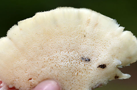 Climacocystis borealis These fruiting bodies were sopping wet, like sponges. When I picked a piece off, the water dripped all down my arm.

Fruiting bodies were cream-colored with a pale margin. They were very hairy and soft. The pores were white with irregular and angular pore openings. This fungus is saprophytic and parasitic. It causes butt rot and root rot of conifers, and it continues as a saprobe on dead roots and stumps.

Habitat: Rotting stump in a mixed forest
https://www.jungledragon.com/image/100888/climacocystis_borealis.html
https://www.jungledragon.com/image/100890/climacocystis_borealis.html Climacocystis Borealis,Climacocystis borealis,Geotagged,Summer,United States