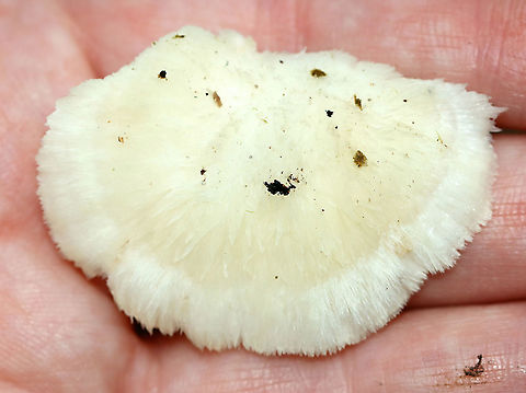 Climacocystis borealis These fruiting bodies were sopping wet, like sponges. When I picked a piece off, the water dripped all down my arm.

Fruiting bodies were cream-colored with a pale margin. They were very hairy and soft. The pores were white with irregular and angular pore openings. This fungus is saprophytic and parasitic. It causes butt rot and root rot of conifers, and it continues as a saprobe on dead roots and stumps.

Habitat: Rotting stump in a mixed forest
https://www.jungledragon.com/image/100888/climacocystis_borealis.html
https://www.jungledragon.com/image/100889/climacocystis_borealis.html Climacocystis Borealis,Climacocystis borealis,Geotagged,Summer,United States