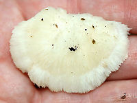 Climacocystis borealis These fruiting bodies were sopping wet, like sponges. When I picked a piece off, the water dripped all down my arm.<br />
<br />
Fruiting bodies were cream-colored with a pale margin. They were very hairy and soft. The pores were white with irregular and angular pore openings. This fungus is saprophytic and parasitic. It causes butt rot and root rot of conifers, and it continues as a saprobe on dead roots and stumps.<br />
<br />
Habitat: Rotting stump in a mixed forest<br />
https://www.jungledragon.com/image/100888/climacocystis_borealis.html<br />
https://www.jungledragon.com/image/100889/climacocystis_borealis.html Climacocystis Borealis,Climacocystis borealis,Geotagged,Summer,United States