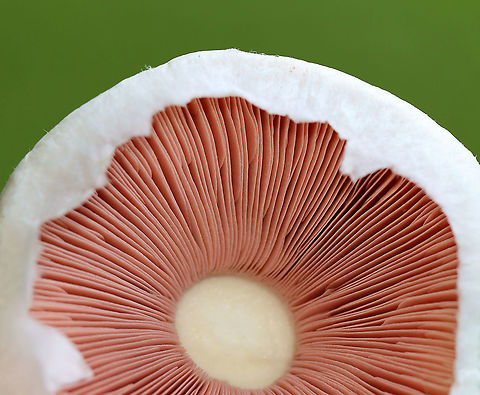 Meadow Mushroom - Agaricus campestris Habitat: Growing in a shady, grassy area.
https://www.jungledragon.com/image/100894/meadow_mushroom_-_agaricus_campestris.html
https://www.jungledragon.com/image/100893/meadow_mushroom_-_agaricus_campestris.html
https://www.jungledragon.com/image/100892/meadow_mushroom_-_agaricus_campestris.html Agaricus campestris,Geotagged,Pellaea rotundifolia,Summer,United States