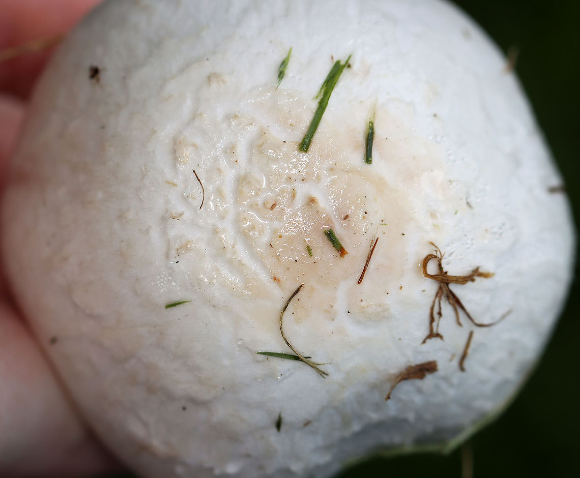 Meadow Mushroom - Agaricus campestris Habitat: Growing in a shady, grassy area.<br />
<figure class="photo"><a href="https://www.jungledragon.com/image/100893/meadow_mushroom_-_agaricus_campestris.html" title="Meadow Mushroom - Agaricus campestris"><img src="https://s3.amazonaws.com/media.jungledragon.com/images/3232/100893_thumb.jpg?AWSAccessKeyId=05GMT0V3GWVNE7GGM1R2&Expires=1769040010&Signature=MLBJjSujy4AWICAfeMSAkqa66dY%3D" width="200" height="150" alt="Meadow Mushroom - Agaricus campestris Habitat: Growing in a shady, grassy area.<br />
https://www.jungledragon.com/image/100891/meadow_mushroom_-_agaricus_campestris.html<br />
https://www.jungledragon.com/image/100894/meadow_mushroom_-_agaricus_campestris.html<br />
https://www.jungledragon.com/image/100892/meadow_mushroom_-_agaricus_campestris.html Agaricus campestris,Geotagged,Summer,United States" /></a></figure><br />
<figure class="photo"><a href="https://www.jungledragon.com/image/100891/meadow_mushroom_-_agaricus_campestris.html" title="Meadow Mushroom - Agaricus campestris"><img src="https://s3.amazonaws.com/media.jungledragon.com/images/3232/100891_thumb.jpg?AWSAccessKeyId=05GMT0V3GWVNE7GGM1R2&Expires=1769040010&Signature=6mEV%2ByJBUPiW7vRCgY3%2B29D%2Bd%2BQ%3D" width="200" height="166" alt="Meadow Mushroom - Agaricus campestris Habitat: Growing in a shady, grassy area.<br />
https://www.jungledragon.com/image/100894/meadow_mushroom_-_agaricus_campestris.html<br />
https://www.jungledragon.com/image/100893/meadow_mushroom_-_agaricus_campestris.html<br />
https://www.jungledragon.com/image/100892/meadow_mushroom_-_agaricus_campestris.html Agaricus campestris,Geotagged,Pellaea rotundifolia,Summer,United States" /></a></figure><br />
<figure class="photo"><a href="https://www.jungledragon.com/image/100894/meadow_mushroom_-_agaricus_campestris.html" title="Meadow Mushroom - Agaricus campestris"><img src="https://s3.amazonaws.com/media.jungledragon.com/images/3232/100894_thumb.jpg?AWSAccessKeyId=05GMT0V3GWVNE7GGM1R2&Expires=1769040010&Signature=k0CT8mIxk5lFDgCICfVlNxpkw10%3D" width="200" height="156" alt="Meadow Mushroom - Agaricus campestris Habitat: Growing in a shady, grassy area.<br />
https://www.jungledragon.com/image/100891/meadow_mushroom_-_agaricus_campestris.html<br />
https://www.jungledragon.com/image/100893/meadow_mushroom_-_agaricus_campestris.html<br />
https://www.jungledragon.com/image/100892/meadow_mushroom_-_agaricus_campestris.html Agaricus campestris,Geotagged,Summer,United States" /></a></figure> Agaricus campestris,Geotagged,Summer,United States