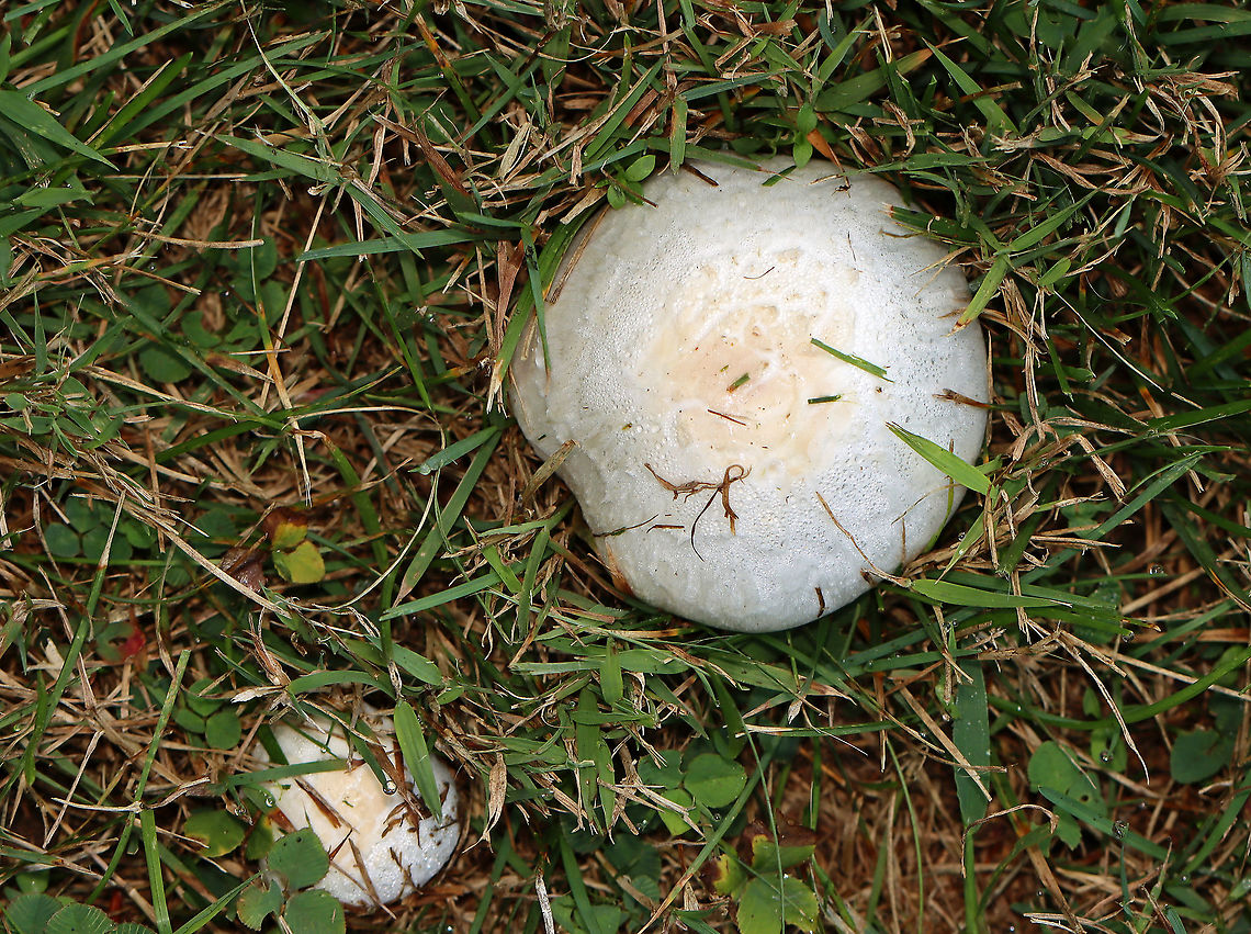 Meadow Mushroom - Agaricus campestris Habitat: Growing in a shady, grassy area.<br />
<figure class="photo"><a href="https://www.jungledragon.com/image/100891/meadow_mushroom_-_agaricus_campestris.html" title="Meadow Mushroom - Agaricus campestris"><img src="https://s3.amazonaws.com/media.jungledragon.com/images/3232/100891_thumb.jpg?AWSAccessKeyId=05GMT0V3GWVNE7GGM1R2&Expires=1769040010&Signature=6mEV%2ByJBUPiW7vRCgY3%2B29D%2Bd%2BQ%3D" width="200" height="166" alt="Meadow Mushroom - Agaricus campestris Habitat: Growing in a shady, grassy area.<br />
https://www.jungledragon.com/image/100894/meadow_mushroom_-_agaricus_campestris.html<br />
https://www.jungledragon.com/image/100893/meadow_mushroom_-_agaricus_campestris.html<br />
https://www.jungledragon.com/image/100892/meadow_mushroom_-_agaricus_campestris.html Agaricus campestris,Geotagged,Pellaea rotundifolia,Summer,United States" /></a></figure><br />
<figure class="photo"><a href="https://www.jungledragon.com/image/100894/meadow_mushroom_-_agaricus_campestris.html" title="Meadow Mushroom - Agaricus campestris"><img src="https://s3.amazonaws.com/media.jungledragon.com/images/3232/100894_thumb.jpg?AWSAccessKeyId=05GMT0V3GWVNE7GGM1R2&Expires=1769040010&Signature=k0CT8mIxk5lFDgCICfVlNxpkw10%3D" width="200" height="156" alt="Meadow Mushroom - Agaricus campestris Habitat: Growing in a shady, grassy area.<br />
https://www.jungledragon.com/image/100891/meadow_mushroom_-_agaricus_campestris.html<br />
https://www.jungledragon.com/image/100893/meadow_mushroom_-_agaricus_campestris.html<br />
https://www.jungledragon.com/image/100892/meadow_mushroom_-_agaricus_campestris.html Agaricus campestris,Geotagged,Summer,United States" /></a></figure><br />
<figure class="photo"><a href="https://www.jungledragon.com/image/100892/meadow_mushroom_-_agaricus_campestris.html" title="Meadow Mushroom - Agaricus campestris"><img src="https://s3.amazonaws.com/media.jungledragon.com/images/3232/100892_thumb.jpg?AWSAccessKeyId=05GMT0V3GWVNE7GGM1R2&Expires=1769040010&Signature=6ulY0Ah1hB3TfmHeumtaBtMASE8%3D" width="200" height="166" alt="Meadow Mushroom - Agaricus campestris Habitat: Growing in a shady, grassy area.<br />
https://www.jungledragon.com/image/100893/meadow_mushroom_-_agaricus_campestris.html<br />
https://www.jungledragon.com/image/100891/meadow_mushroom_-_agaricus_campestris.html<br />
https://www.jungledragon.com/image/100894/meadow_mushroom_-_agaricus_campestris.html Agaricus campestris,Geotagged,Summer,United States" /></a></figure> Agaricus campestris,Geotagged,Summer,United States