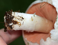 Meadow Mushroom - Agaricus campestris Habitat: Growing in a shady, grassy area.<br />
https://www.jungledragon.com/image/100891/meadow_mushroom_-_agaricus_campestris.html<br />
https://www.jungledragon.com/image/100893/meadow_mushroom_-_agaricus_campestris.html<br />
https://www.jungledragon.com/image/100892/meadow_mushroom_-_agaricus_campestris.html Agaricus campestris,Geotagged,Summer,United States