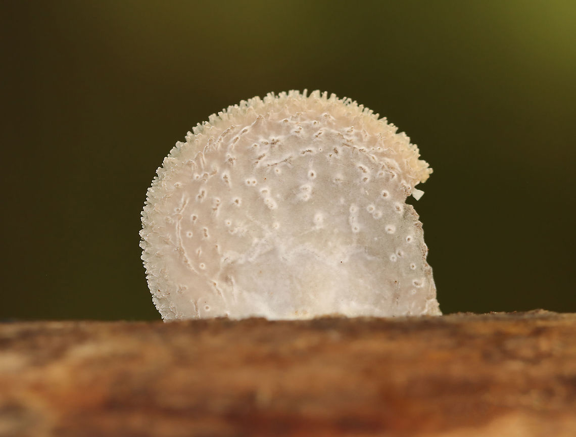 Hohenbuehelia mastrucata Habitat: Rotting, decorticated wood; mixed forest<br />
<figure class="photo"><a href="https://www.jungledragon.com/image/101003/hohenbuehelia_mastrucata.html" title="Hohenbuehelia mastrucata"><img src="https://s3.amazonaws.com/media.jungledragon.com/images/3232/101003_thumb.jpg?AWSAccessKeyId=05GMT0V3GWVNE7GGM1R2&Expires=1767225610&Signature=9l5PGiknsz2MI8RsNSkzkrzO5aU%3D" width="200" height="128" alt="Hohenbuehelia mastrucata Habitat: Rotting, decorticated wood; mixed forest<br />
https://www.jungledragon.com/image/101001/unidentified_fungus.html<br />
https://www.jungledragon.com/image/101002/unidentified_fungus.html Geotagged,Hohenbuehelia mastrucata,Summer,United States" /></a></figure><br />
<figure class="photo"><a href="https://www.jungledragon.com/image/101002/hohenbuehelia_mastrucata.html" title="Hohenbuehelia mastrucata"><img src="https://s3.amazonaws.com/media.jungledragon.com/images/3232/101002_thumb.jpg?AWSAccessKeyId=05GMT0V3GWVNE7GGM1R2&Expires=1767225610&Signature=fXCFJD%2B%2BkDAP%2BzdXNKKPa4%2BSjBU%3D" width="200" height="136" alt="Hohenbuehelia mastrucata Habitat: Rotting, decorticated wood; mixed forest<br />
https://www.jungledragon.com/image/101001/unidentified_fungus.html<br />
https://www.jungledragon.com/image/101003/unidentified_fungus.html Geotagged,Hohenbuehelia,Hohenbuehelia mastrucata,Summer,United States" /></a></figure> Geotagged,Hohenbuehelia mastrucata,Summer,United States,fungus,mushroom