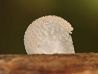 Hohenbuehelia mastrucata Habitat: Rotting, decorticated wood; mixed forest<br />
https://www.jungledragon.com/image/101003/unidentified_fungus.html<br />
https://www.jungledragon.com/image/101002/unidentified_fungus.html Geotagged,Hohenbuehelia mastrucata,Summer,United States,fungus,mushroom