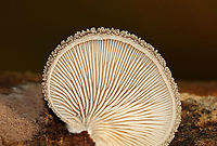 Hohenbuehelia mastrucata Habitat: Rotting, decorticated wood; mixed forest<br />
https://www.jungledragon.com/image/101001/unidentified_fungus.html<br />
https://www.jungledragon.com/image/101003/unidentified_fungus.html Geotagged,Hohenbuehelia,Hohenbuehelia mastrucata,Summer,United States