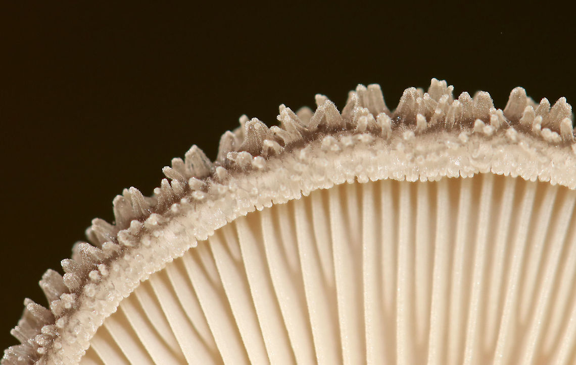 Hohenbuehelia mastrucata Habitat: Rotting, decorticated wood; mixed forest<br />
<figure class="photo"><a href="https://www.jungledragon.com/image/101001/hohenbuehelia_mastrucata.html" title="Hohenbuehelia mastrucata"><img src="https://s3.amazonaws.com/media.jungledragon.com/images/3232/101001_thumb.jpg?AWSAccessKeyId=05GMT0V3GWVNE7GGM1R2&Expires=1767225610&Signature=b38EHF%2BBQJXLuhq178C8N9NkzDQ%3D" width="200" height="152" alt="Hohenbuehelia mastrucata Habitat: Rotting, decorticated wood; mixed forest<br />
https://www.jungledragon.com/image/101003/unidentified_fungus.html<br />
https://www.jungledragon.com/image/101002/unidentified_fungus.html Geotagged,Hohenbuehelia mastrucata,Summer,United States,fungus,mushroom" /></a></figure><br />
<figure class="photo"><a href="https://www.jungledragon.com/image/101002/hohenbuehelia_mastrucata.html" title="Hohenbuehelia mastrucata"><img src="https://s3.amazonaws.com/media.jungledragon.com/images/3232/101002_thumb.jpg?AWSAccessKeyId=05GMT0V3GWVNE7GGM1R2&Expires=1767225610&Signature=fXCFJD%2B%2BkDAP%2BzdXNKKPa4%2BSjBU%3D" width="200" height="136" alt="Hohenbuehelia mastrucata Habitat: Rotting, decorticated wood; mixed forest<br />
https://www.jungledragon.com/image/101001/unidentified_fungus.html<br />
https://www.jungledragon.com/image/101003/unidentified_fungus.html Geotagged,Hohenbuehelia,Hohenbuehelia mastrucata,Summer,United States" /></a></figure> Geotagged,Hohenbuehelia mastrucata,Summer,United States