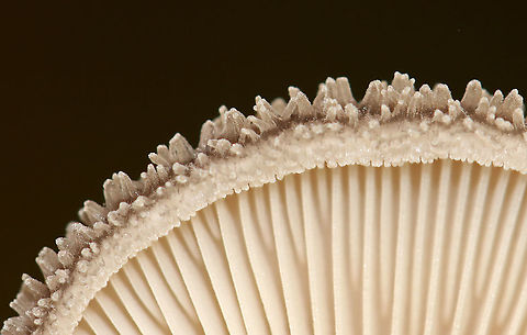 Hohenbuehelia mastrucata Habitat: Rotting, decorticated wood; mixed forest
https://www.jungledragon.com/image/101001/unidentified_fungus.html
https://www.jungledragon.com/image/101002/unidentified_fungus.html Geotagged,Hohenbuehelia mastrucata,Summer,United States