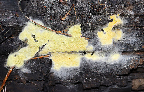 Unidentified Fungus Habitat: Growing on burnt wood in a mostly coniferous forest

**See if you can find the photobomber! 
https://www.jungledragon.com/image/101005/unidentified_fungus.html Geotagged,Leucogyrophana olivascens,Summer,United States,fungus