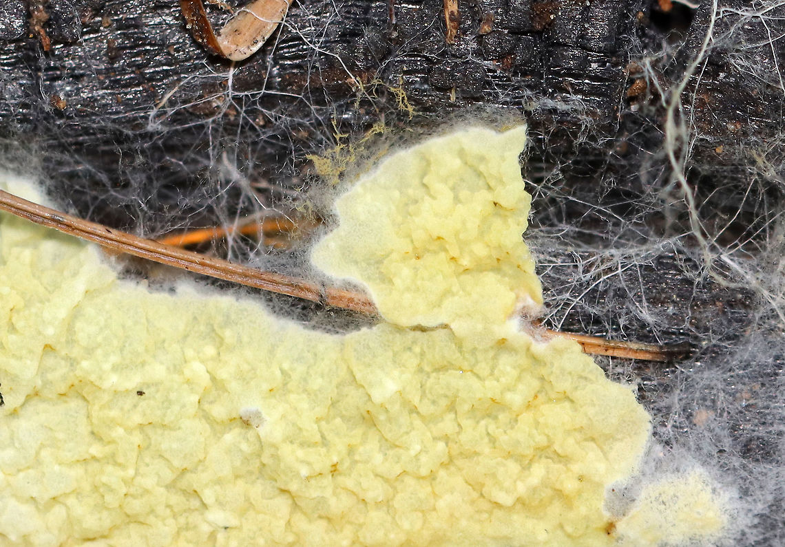 Unidentified Fungus Habitat: Growing on burnt wood in a mostly coniferous forest<br />
<figure class="photo"><a href="https://www.jungledragon.com/image/101004/unidentified_fungus.html" title="Unidentified Fungus"><img src="https://s3.amazonaws.com/media.jungledragon.com/images/3232/101004_thumb.jpg?AWSAccessKeyId=05GMT0V3GWVNE7GGM1R2&Expires=1769040010&Signature=TkwsQGp1AmJ2cba9Ei2IX9FGUYA%3D" width="200" height="130" alt="Unidentified Fungus Habitat: Growing on burnt wood in a mostly coniferous forest<br />
<br />
**See if you can find the photobomber! <br />
https://www.jungledragon.com/image/101005/unidentified_fungus.html Geotagged,Leucogyrophana olivascens,Summer,United States,fungus" /></a></figure><br />
 Geotagged,Leucogyrophana olivascens,Summer,United States