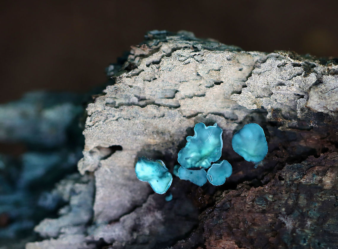 Green Elfcup - Chlorociboria aeruginascens Greenish-blue cup fungi with off-centered stems. They were about 5 mm wide.<br />
<br />
This species contains a quinone pigment called xylindein, which is the reason for the characteristic bluish-green stain that occurs on wood that&#039;s infected by this species.<br />
<br />
Habitat: Rotting wood; mixed forest Chlorociboria,Chlorociboria aeruginascens,Geotagged,Green elfcup,Summer,United States,elfcup,fungus