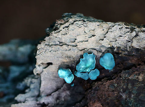 Green Elfcup - Chlorociboria aeruginascens Greenish-blue cup fungi with off-centered stems. They were about 5 mm wide.

This species contains a quinone pigment called xylindein, which is the reason for the characteristic bluish-green stain that occurs on wood that's infected by this species.

Habitat: Rotting wood; mixed forest Chlorociboria,Chlorociboria aeruginascens,Geotagged,Green elfcup,Summer,United States,elfcup,fungus