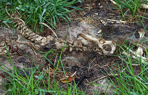Remains of a Gray Fox - Urocyon cinereoargenteus These are the remains of a gray fox.  The bones were picked clean, but the spine was still intact and I admit that I spent some time "playing" with the bones, especially the spine. There were clear teeth marks on many of the bones. There was also a ton of fur. The remains were spread over about a meter. The fox was probably killed by a coyote, possibly by a bobcat. My kids and I ran into a mom coyote with pups in this area a few months ago. We also see foxes here regularly.

Habitat: Spotted near the edge of a pond next to an overgrown meadow (with a deciduous forest about a stone's throw away) 
https://www.jungledragon.com/image/101090/scapula_of_a_gray_fox_-_urocyon_cinereoargenteus.html Geotagged,Gray fox,Summer,United States,Urocyon,Urocyon cinereoargenteus,bones,fox,gray fox skeleton,signs of wildlife,skeleton