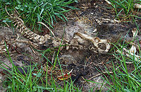 Remains of a Gray Fox - Urocyon cinereoargenteus These are the remains of a gray fox.  The bones were picked clean, but the spine was still intact and I admit that I spent some time "playing" with the bones, especially the spine. There were clear teeth marks on many of the bones. There was also a ton of fur. The remains were spread over about a meter. The fox was probably killed by a coyote, possibly by a bobcat. My kids and I ran into a mom coyote with pups in this area a few months ago. We also see foxes here regularly.<br />
<br />
Habitat: Spotted near the edge of a pond next to an overgrown meadow (with a deciduous forest about a stone's throw away) <br />
https://www.jungledragon.com/image/101090/scapula_of_a_gray_fox_-_urocyon_cinereoargenteus.html Geotagged,Gray fox,Summer,United States,Urocyon,Urocyon cinereoargenteus,bones,fox,gray fox skeleton,signs of wildlife,skeleton