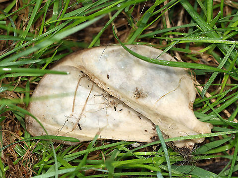 Scapula of a Gray Fox - Urocyon cinereoargenteus These are the remains of a gray fox. The bones were picked clean, but the spine was still intact and I admit that I spent some time "playing" with the bones, especially the spine. There were clear teeth marks on many of the bones. There was also a ton of fur. The remains spread over about a meter. The fox was probably killed by a coyote, possibly by a bobcat. My kids and I ran into a mom coyote with pups in this area a few months ago. We also see foxes here regularly.

Habitat: Spotted near the edge of a pond next to an overgrown meadow (with a deciduous forest about a stone's throw away)
https://www.jungledragon.com/image/101089/remains_of_a_gray_fox_-_urocyon_cinereoargenteus.html Geotagged,Gray fox,Summer,United States,Urocyon cinereoargenteus,gray fox scapula,scapula