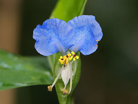 Asiatic Dayflower - Commelina communis Reclining stems topped with deep blue-purple flowers. The flowers had a shimmering iridescence as well. The flowers protrude from a heart-shaped leaf-like bract and are only open for one day. They are sometimes called Mouse Flowers because of the rounded, ear-like upper petals. The leaves are long with pointed tips.

This is an invasive plant in the US. Asiatic daylilies have been used as medicine, food, and for their pigment. They typically grow in disturbed areas, and are considered a weed both in areas where they were introduced as well as in parts of their native range. Research suggests that the Asiatic dayflower can bioaccumulate a number of metals, which may make it an ideal candidate for revegetating and cleaning up copper mines.

Habitat: Disturbed area near a road Asiatic dayflower,Commelina,Commelina communis,Geotagged,Summer,United States,mouse flowers
