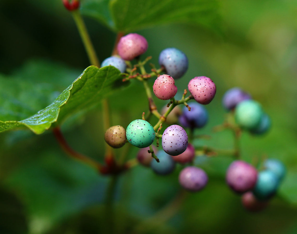 Porcelain Berry - Ampelopsis glandulosa var. brevipedunculata Highly invasive in the eastern United States. The berries are stunning colors due to an anthocyanidins-flavonols copigmentation phenomenon.<br />
<br />
Habitat: Meadow/forest edge<br />
<figure class="photo"><a href="https://www.jungledragon.com/image/101093/porcelain_berry_-_ampelopsis_glandulosa_var._brevipedunculata.html" title="Porcelain Berry - Ampelopsis glandulosa var. brevipedunculata"><img src="https://s3.amazonaws.com/media.jungledragon.com/images/3232/101093_thumb.jpg?AWSAccessKeyId=05GMT0V3GWVNE7GGM1R2&Expires=1767225610&Signature=zBitD1CaMAWKGROn8V7K5AVdYVg%3D" width="200" height="124" alt="Porcelain Berry - Ampelopsis glandulosa var. brevipedunculata Highly invasive in the eastern United States. The berries are stunning colors due to an anthocyanidins-flavonols copigmentation phenomenon.<br />
<br />
Habitat: Meadow/forest edge<br />
https://www.jungledragon.com/image/101092/porcelain_berry_-_ampelopsis_glandulosa_var._brevipedunculata.html Ampelopsis glandulosa,Geotagged,Porcelain Berry,Summer,United States" /></a></figure> Ampelopsis,Ampelopsis glandulosa,Ampelopsis glandulosa var. brevipedunculata,Geotagged,Porcelain Berry,Summer,United States,berries