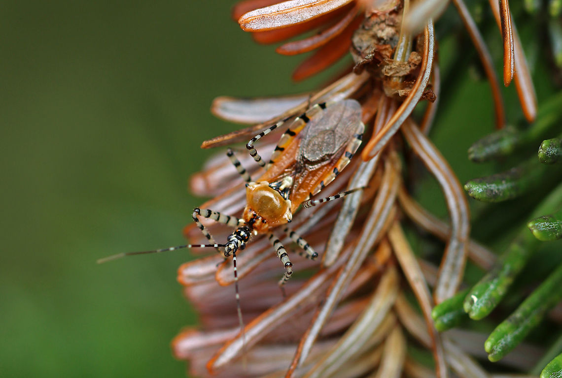 Pselliopus cinctus Habitat: Hiding on a conifer in a meadow Geotagged,Pselliopus,Pselliopus cinctus,Reduviidae,Summer,United States,assassin bug,bug