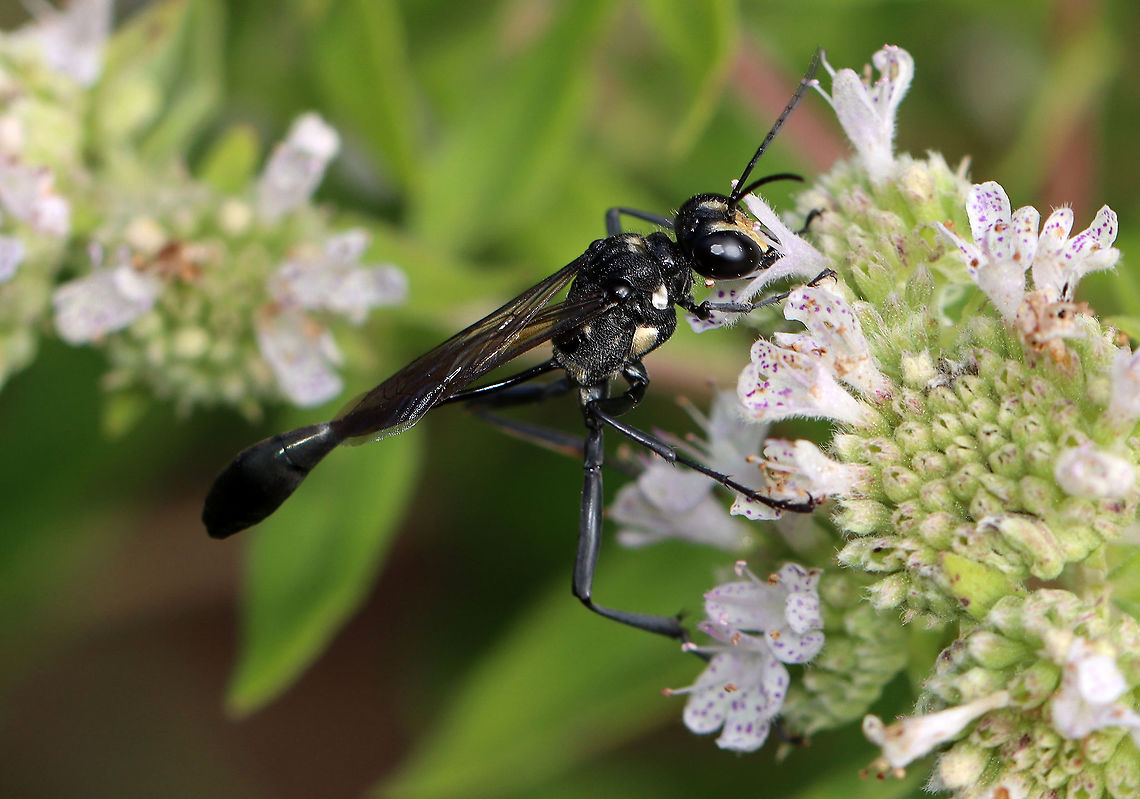 Eremnophila aureonotata This wasp was gorgeous! It had shiny gold patches on its thorax.<br />
<br />
Habitat: Rural garden Eremnophila,Eremnophila aureonotata,Geotagged,Hymenoptera,Summer,United States,wasp