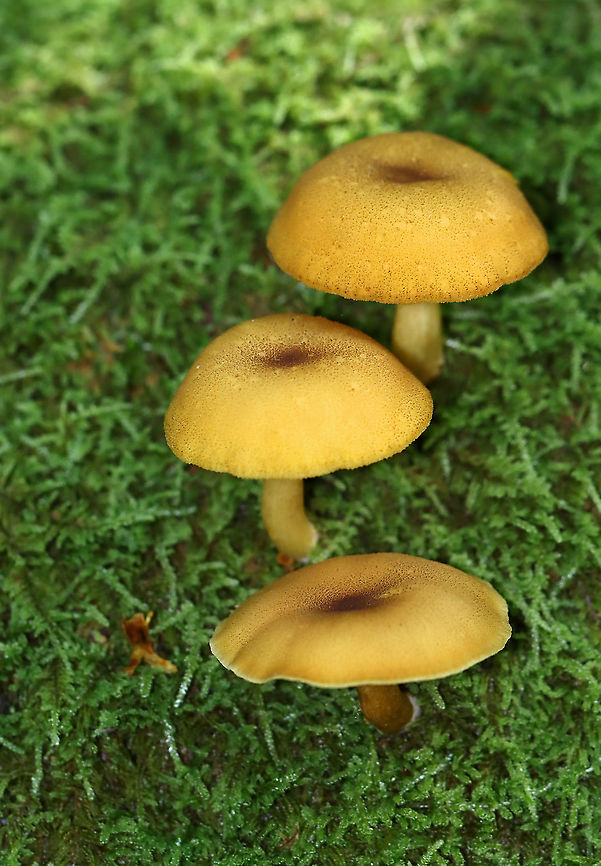 Decorated Mop - Tricholomopsis decora Cap: Incurved margin, nearly flat with a slight central depression; covered with small brownish scales<br />
<br />
Gills: Attached to the stem; close; yellow<br />
<br />
Stem: Equal, hollow, pale yellow/brownish<br />
<br />
Habitat: Growing on moss-covered rotting wood in a mixed forest Decorated Mop,Fungus,Geotagged,Summer,Tricholomopsis,Tricholomopsis decora,United States,mushroom