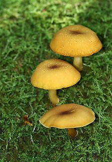 Decorated Mop - Tricholomopsis decora Cap: Incurved margin, nearly flat with a slight central depression; covered with small brownish scales

Gills: Attached to the stem; close; yellow

Stem: Equal, hollow, pale yellow/brownish

Habitat: Growing on moss-covered rotting wood in a mixed forest Decorated Mop,Fungus,Geotagged,Summer,Tricholomopsis,Tricholomopsis decora,United States,mushroom