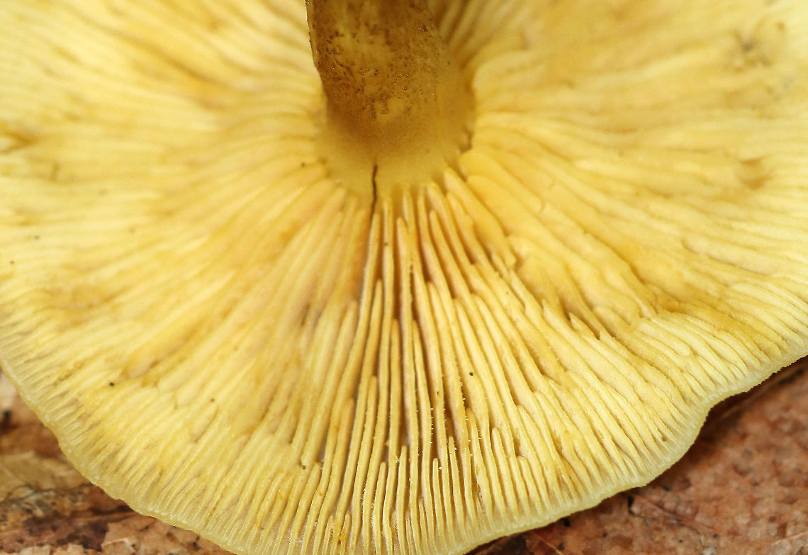 Decorated Mop - Tricholomopsis decora Cap: Incurved margin, nearly flat with a slight central depression; covered with small brownish scales<br />
<br />
Gills: Attached to the stem; close; yellow<br />
<br />
Stem: Equal, hollow, pale yellow/brownish<br />
<br />
Habitat: Growing on moss-covered rotting wood in a mixed forest Decorated Mop,Geotagged,Summer,Tricholomopsis decora,United States