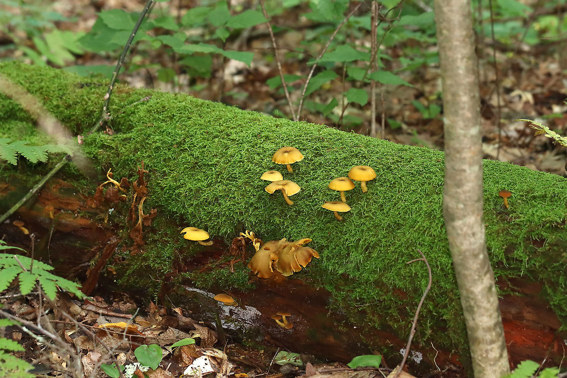 Decorated Mop - Tricholomopsis decora Cap: Incurved margin, nearly flat with a slight central depression; covered with small brownish scales<br />
<br />
Gills: Attached to the stem; close; yellow<br />
<br />
Stem: Equal, hollow, pale yellow/brownish<br />
<br />
Habitat: Growing on moss-covered rotting wood in a mixed forest Decorated Mop,Geotagged,Summer,Tricholomopsis decora,United States