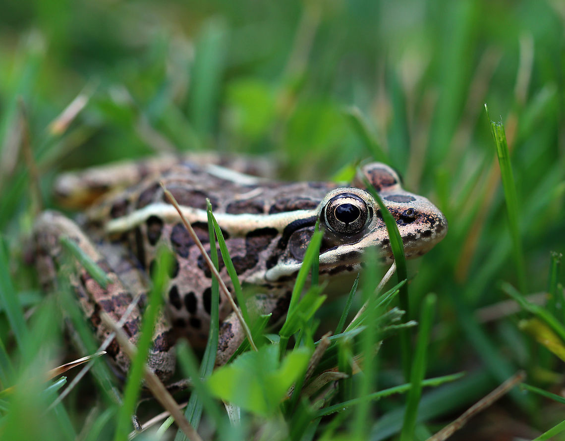 Pickerel Frog - Lithobates palustris A smooth-skinned frog with green dorsal rectangular spots, which were arranged in two rows. It&#039;s body was brown.<br />
<br />
Habitat: Meadow/forest edge Geotagged,Lithobates,Lithobates palustris,Pickerel frog,Summer,United States,frog
