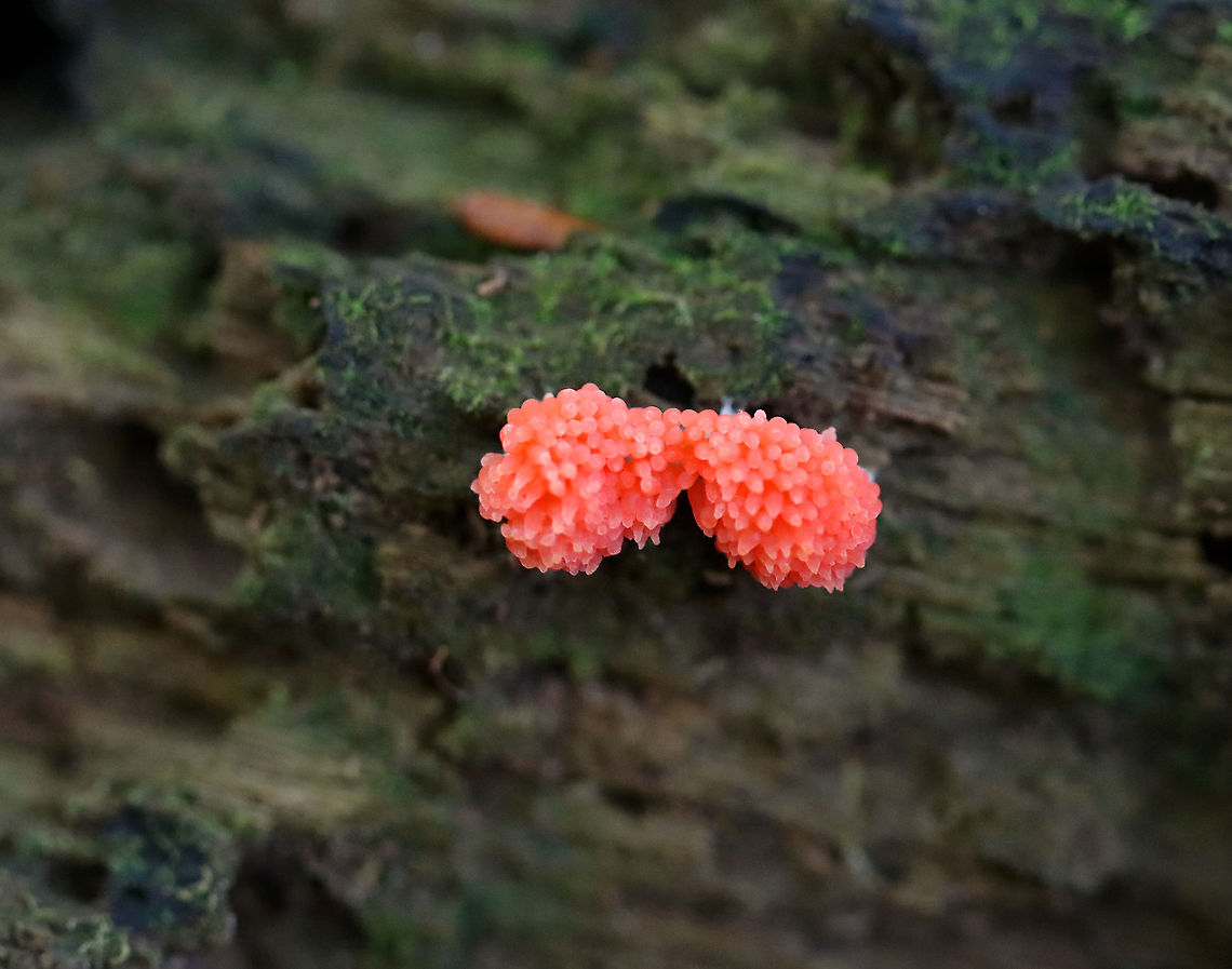 Red Raspberry Slime - Tubifera ferruginosa Habitat: Growing on rotting wood in a mixed forest<br />
<figure class="photo"><a href="https://www.jungledragon.com/image/101211/red_raspberry_slime_-_tubifera_ferruginosa.html" title="Red Raspberry Slime - Tubifera ferruginosa"><img src="https://s3.amazonaws.com/media.jungledragon.com/images/3232/101211_thumb.jpg?AWSAccessKeyId=05GMT0V3GWVNE7GGM1R2&Expires=1759968010&Signature=AkrecZs5gigujsYIrRrRLpe2Ako%3D" width="200" height="140" alt="Red Raspberry Slime - Tubifera ferruginosa Habitat: Growing on rotting wood in a mixed forest<br />
https://www.jungledragon.com/image/101209/red_raspberry_slime_-_tubifera_ferruginosa.html<br />
https://www.jungledragon.com/image/101210/red_raspberry_slime_-_tubifera_ferruginosa.html Geotagged,Red raspberry slime,Summer,Tubifera ferruginosa,United States" /></a></figure><br />
<figure class="photo"><a href="https://www.jungledragon.com/image/101210/red_raspberry_slime_-_tubifera_ferruginosa.html" title="Red Raspberry Slime - Tubifera ferruginosa"><img src="https://s3.amazonaws.com/media.jungledragon.com/images/3232/101210_thumb.jpg?AWSAccessKeyId=05GMT0V3GWVNE7GGM1R2&Expires=1759968010&Signature=Hdr7KScfVtBtuRp2vPbDA7gEdpo%3D" width="200" height="156" alt="Red Raspberry Slime - Tubifera ferruginosa Habitat: Growing on rotting wood in a mixed forest<br />
https://www.jungledragon.com/image/101209/red_raspberry_slime_-_tubifera_ferruginosa.html<br />
https://www.jungledragon.com/image/101211/red_raspberry_slime_-_tubifera_ferruginosa.html Geotagged,Red raspberry slime,Summer,Tubifera ferruginosa,United States" /></a></figure> Geotagged,Red raspberry slime,Summer,Tubifera,Tubifera ferruginosa,United States,slime mold