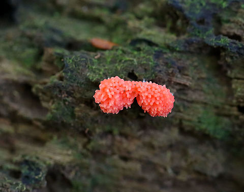 Red Raspberry Slime - Tubifera ferruginosa Habitat: Growing on rotting wood in a mixed forest
https://www.jungledragon.com/image/101211/red_raspberry_slime_-_tubifera_ferruginosa.html
https://www.jungledragon.com/image/101210/red_raspberry_slime_-_tubifera_ferruginosa.html Geotagged,Red raspberry slime,Summer,Tubifera,Tubifera ferruginosa,United States,slime mold