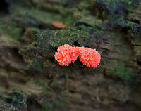 Red Raspberry Slime - Tubifera ferruginosa Habitat: Growing on rotting wood in a mixed forest<br />
https://www.jungledragon.com/image/101211/red_raspberry_slime_-_tubifera_ferruginosa.html<br />
https://www.jungledragon.com/image/101210/red_raspberry_slime_-_tubifera_ferruginosa.html Geotagged,Red raspberry slime,Summer,Tubifera,Tubifera ferruginosa,United States,slime mold